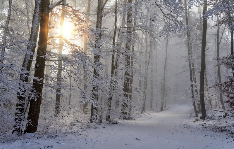 Sunlight Filtering Through Trees